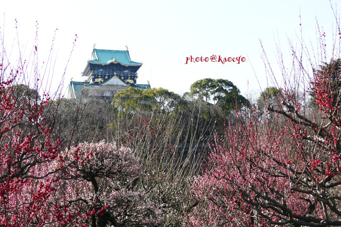 01大阪城と梅.jpg